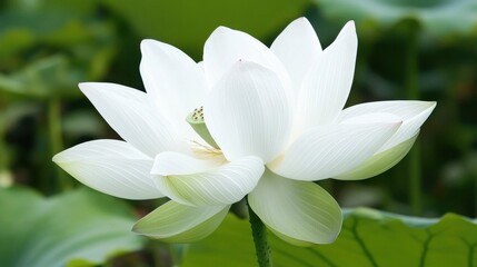 Beautiful White Lotus Flower in Natural Green Pond Environment