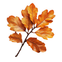 Beautiful autumn oak leaves in vibrant orange hues on a branch captured in natural light during fall season