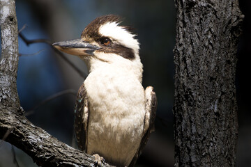 A Laughing Kookaburra perched on a branch