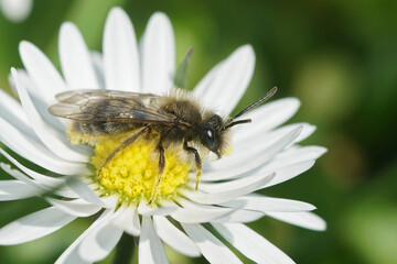Obraz premium Closeup on a male Clarke's mining bee, Andrena clarkella on a white Common daisy flower