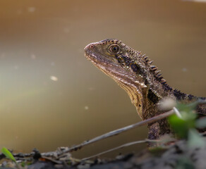 Portrait of an Australian Eastern Water Dragon 