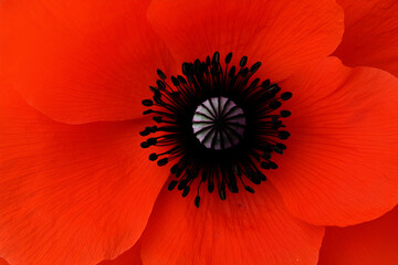 Vibrant Red Poppy Flower, Close-Up Detail of Petals and Stamens, Intense Color and Texture, Nature's Vivid Beauty