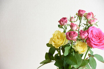 カラフルな薔薇