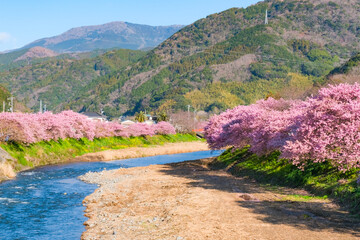 河津桜の風景（河津町）