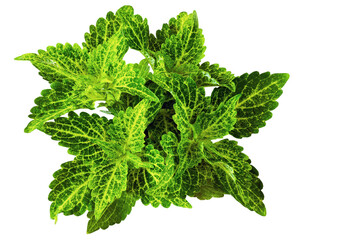Ornamental nettle with green leaves on a transparent background