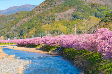 河津桜の風景（河津町）