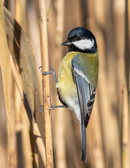 Great tit, Parus major. A bird sits on a reed stalk near the river