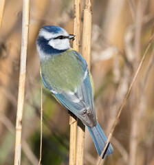 Eurasian blue tit, Cyanistes caeruleus. A bird sits on a reed stalk