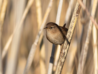 Eurasian wren, Troglodytes troglodytes. A bird sits in a reed thicket on the river bank