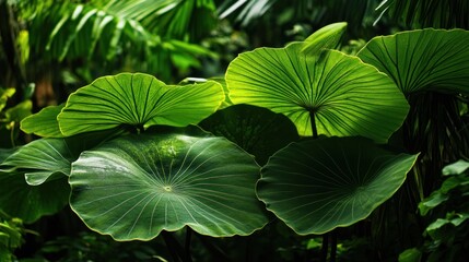 Fototapeta premium Green Jungle Leaves in the Sunlight