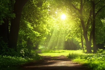 Fototapeta premium Sunlight filters through trees along a tranquil forest path in the morning