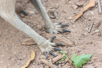 Close Up Of Wallabe Paw On The Ground