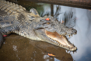 Close Up Of Crocodile Teeth Inside The Open Mouth
