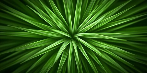 A close-up view of green, spiky grass or plant leaves arranged in a star-like pattern. Concept Close-Up Photography, Star-Like Arrangement, Green Plant Details, Nature's Patterns, Textured Leaves