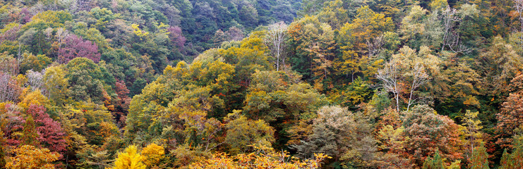 Obraz premium Forest in Japan during autumn season 
