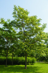 Tree of Ailanthus altissima in bloom in June