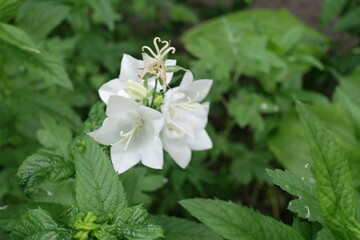 Fototapeta premium Bunch of white flowers of Campanula persicifolia in mid June