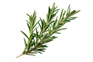 rosemary leaf isolated on a transparent background, png cutout image