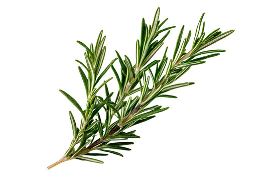 rosemary leaf isolated on a transparent background, png cutout image