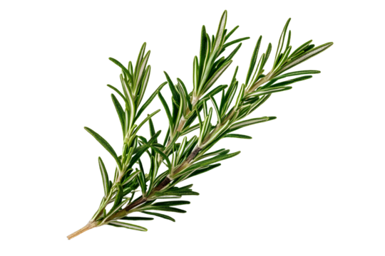 rosemary leaf isolated on a transparent background, png cutout image