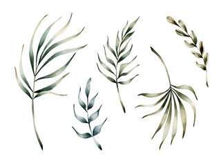 Palm leaves set. Tropical exotic plant branch. Watercolor hand drawn floral illustration isolated on white background