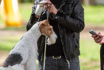 Dog That Is Being Prepared For A Beauty Competition