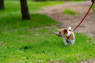 Lttie Jack Russel Walking In The Meadow