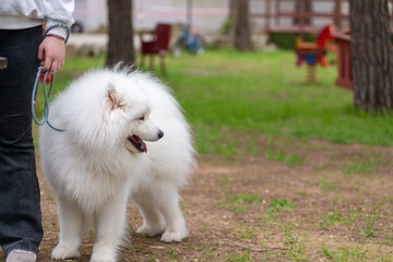 Samoyed Dog During A Beauty Competition