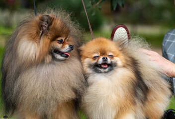 Couple Of Pomeranian Dogs That Are Being Brepared For A Beauty Competition