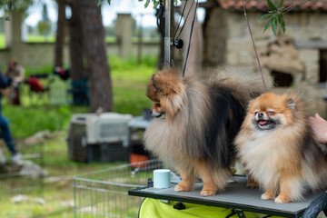 Couple Of Pomeranian Dogs That Are Being Brepared For A Beauty Competition