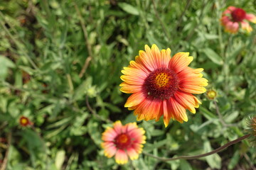 Obraz premium Close shot of two red and yellow flowers of Gaillardia aristata in June