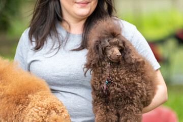 Poodle Dog During A Beauty Competition
