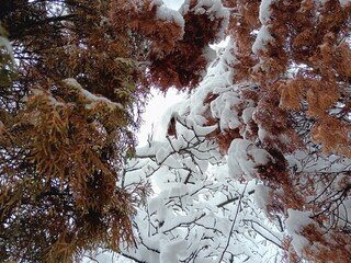 tree in the snow
