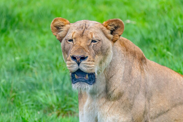 The Lioness - African Lion