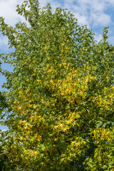 GAutumn foliage of American or Tulip Poplar on blurred background. Golden, yellow and green leaves on branches of tulip tree (Liriodendron tulipifera). Selective focus. Nature concept for design.