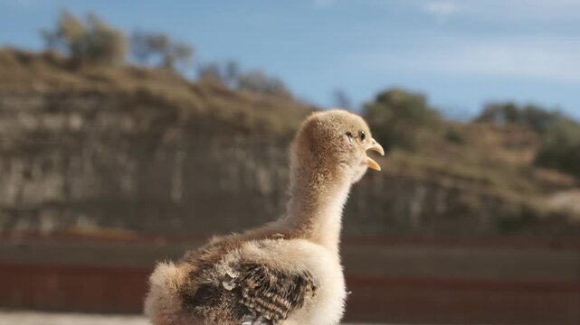 Charming baby chicken chirping in slow motion with wide open beak
