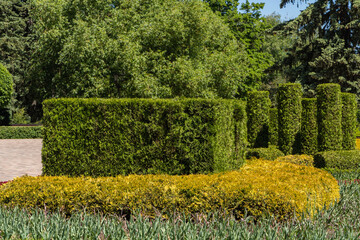 Obraz premium Flowerbeds are located inside green zones with deciduous trees, pines and firs. Trimmed evergreen plants decorate flowerbeds in city parks of Stavropol. Nature concept for design.