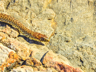 Wildlife snake basking on hot stones on a pebbly beach in Croatia