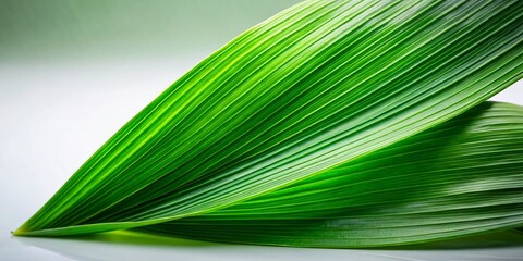 Obraz premium Minimalist Green Pandan Leaf Background Texture - Natural Tropical Foliage Photography
