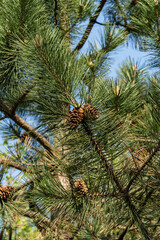 Luxurious black pine with long needles and last year's brown cones on branch of  Austrian pine (Pinus 'Nigra') against blue sky. Blurred background. Selective focus. Nature concept for desig