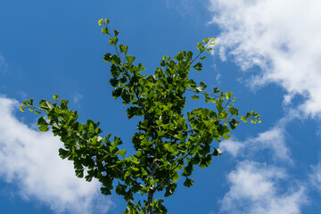 Ginkgo tree (Ginkgo biloba) or ginkgo. Branch with bright green new leaves against blue summer sky with white clouds. Selective focus. Close-up. Fresh wallpaper nature concept. Place for your text