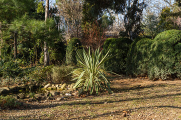 North Caucasus. Yucca gloriosa Variegata on bank of garden pond. Sunny winter day in evergreen landscape garden. Beautiful striped leaves in sunlight. Nature concept for design