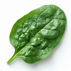 Obraz premium Fresh Spinach Leaf Isolated on White Background with Texture Detail