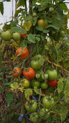 tomatoes on a tree