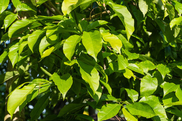 Obraz premium Branches with bright green leaves on magnolia kobus (kobushi) tree on blurred green background. Selective focus. Close-up of leaves. Nature concept for design