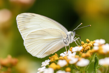 Obraz premium Close-up of a white butterfly resting on yellow and white flowers in a green garden 