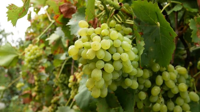 Large bunches of white grapes on a vine in a vineyard. Growing and harvesting grapes. White grapes as raw materials for making juices and dry white wine.