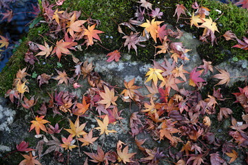 石の上に落ちたもみじ
