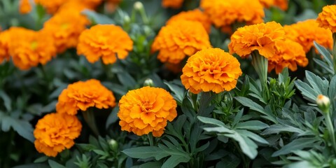 Vibrant orange marigolds bloom amidst lush green leaves, showcasing the beauty of orange marigolds in a natural setting outside, perfect for floral and garden enthusiasts.