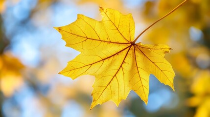 Fototapeta premium Vibrant yellow maple leaf captured on a beautiful autumn day, showcasing the exquisite colors of fall. The yellow maple leaf represents the essence of autumn s beauty.